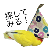 Rosy-faced lovebird popochan2