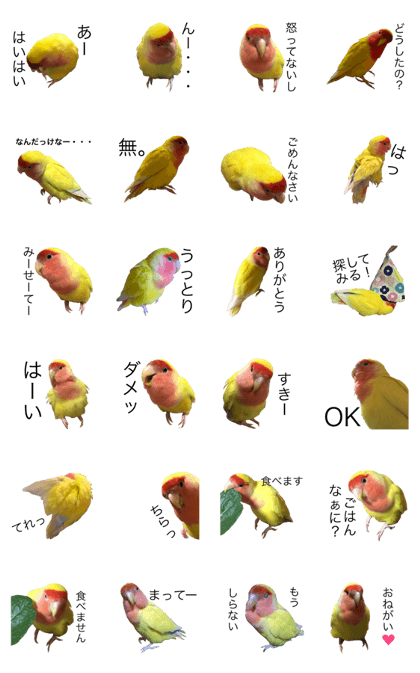 Rosy-faced lovebird popochan2
