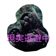 animarudaisyuketu