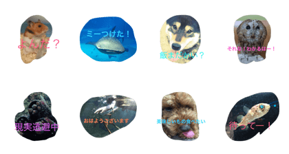 animarudaisyuketu