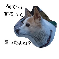 LUCKY2(KOHAMA's dog)