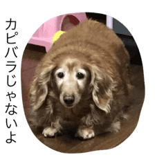 でぶ犬 みるく 2 Line スタンプ Line Store