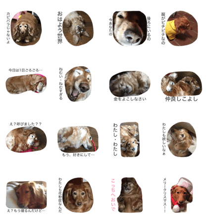 fat dog -2-