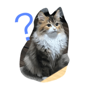 Ada the cat
