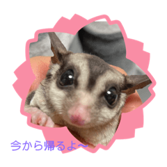 我が家のモモンガさん