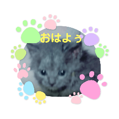 Cats fhoto stickers