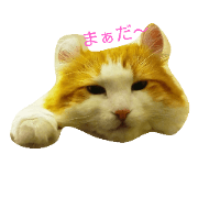 onedayofthecat