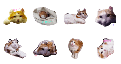 onedayofthecat