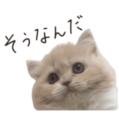 cocoa_20210322004144