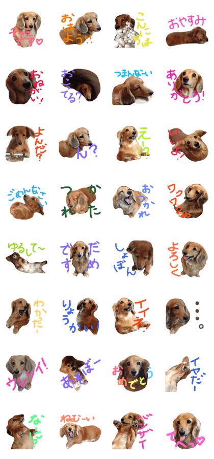 ChamiChan