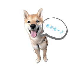 shiba*mameta