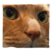 Toru the red tabby