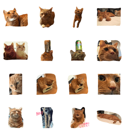 Toru the red tabby