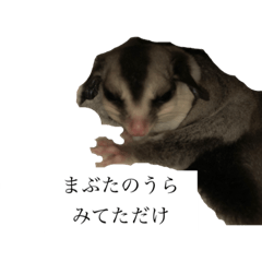 sugergliders family Vol.1