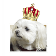 a little princess TIDORI