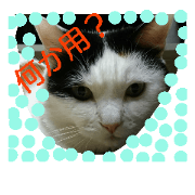 cat day mike-nyan