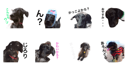 Noatan(dog)