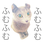 Russian blue KOMACHI
