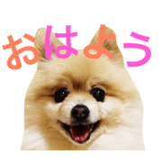 ROLL of Pomeranian