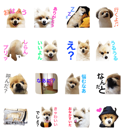 ROLL of Pomeranian