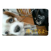 I have pretty dogs