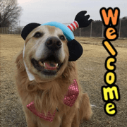 Golden Retriever GORU