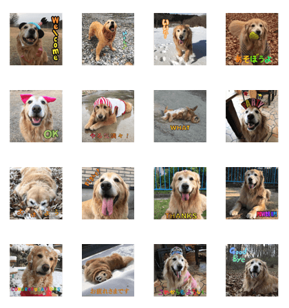 Golden Retriever GORU