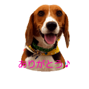 Leaf of beagle!
