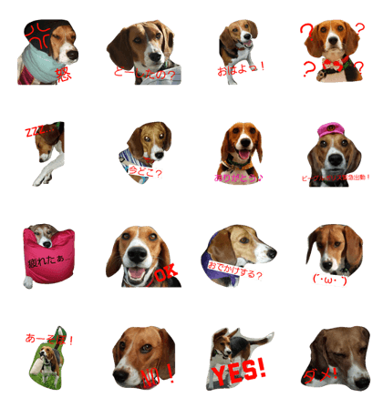 Leaf of beagle!