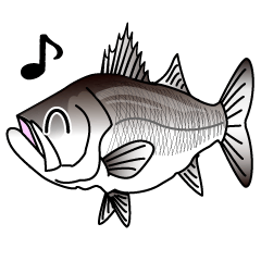 Lure-fishing sea bass