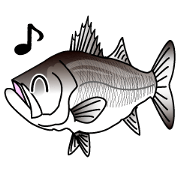 Lure-fishing sea bass