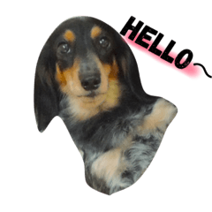 Dachshund siblings get on