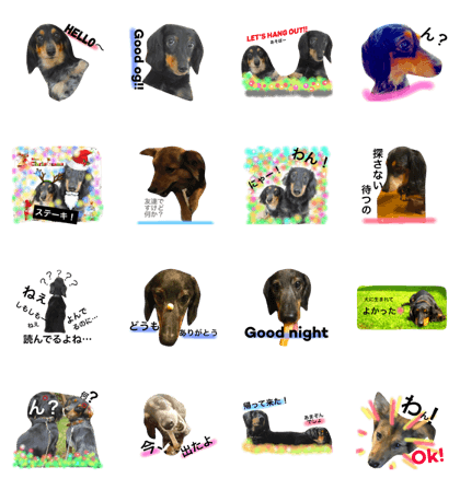 Dachshund siblings get on