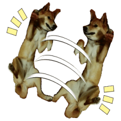 かわいい雑種犬の写真で気持ちを伝えよう Line スタンプ Line Store かわいい雑種犬の写真で気持ちを伝えよう Line スタンプ Line Store
