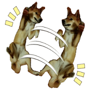 Feeling of a cute mongrel