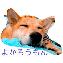 We love Sora,forever!