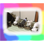 IWATSUKI-Dog