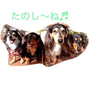 MiniatureDachshund and Chihuax's stamp