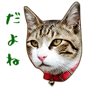 My Cat Sticker -real version