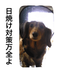 でぶ犬 みるく 3 Line スタンプ Line Store