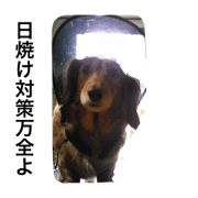 fat dog -3-