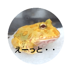 tappi_frog