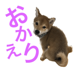 Baby of a Shiba dog Kotatsu