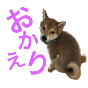 Baby of a Shiba dog Kotatsu