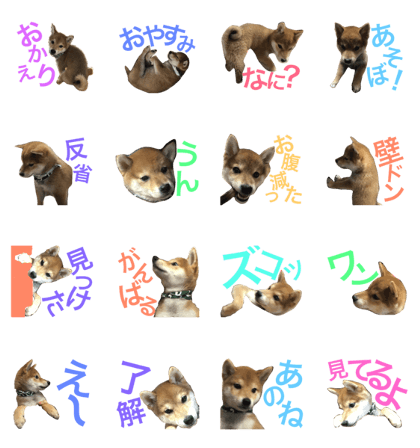 Baby of a Shiba dog Kotatsu