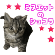 minuet kitten Chocolate PhotoSticker2