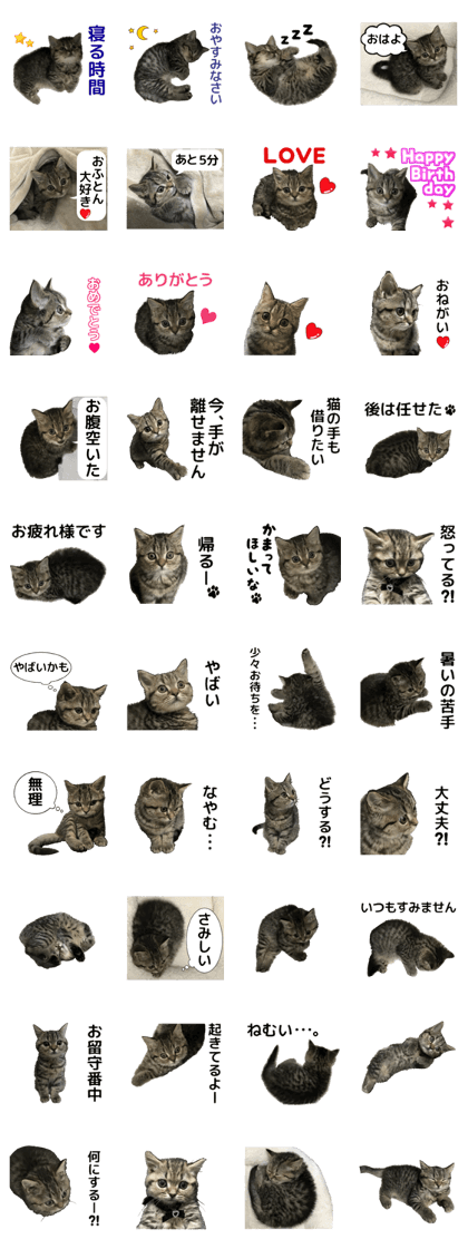 minuet kitten Chocolate PhotoSticker2