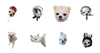 cuteChihuahua.
