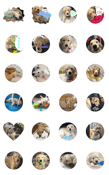 My Golden Retrievers.