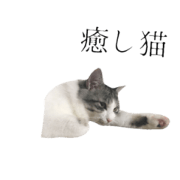 cat of cure response version2